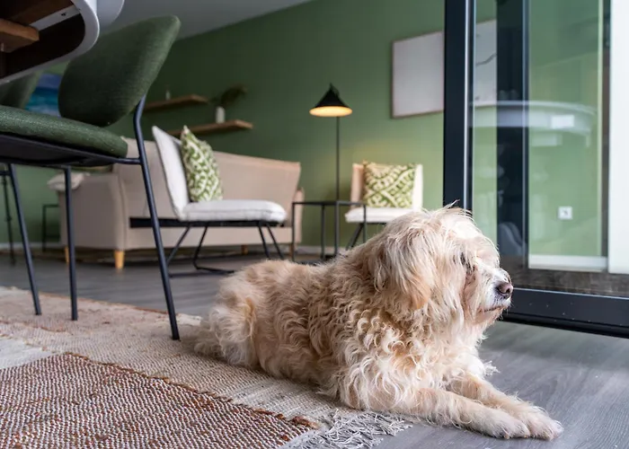 Feel Discovery Casa Dalice Apartamento Peso da Régua